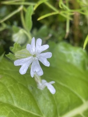 Silene pendula