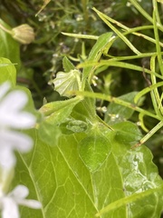 Silene pendula
