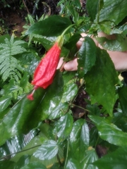 Magnoliopsida