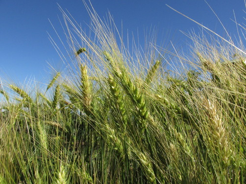 Triticum aestivum