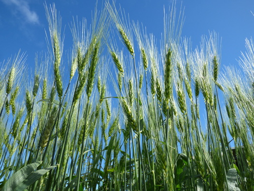 Triticum aestivum