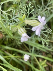 Silene pendula