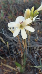 Tritonia pallida