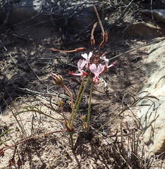 Pelargonium dipetalum