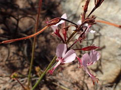 Pelargonium dipetalum
