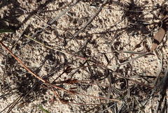 Pelargonium dipetalum