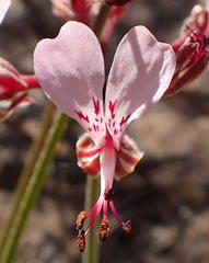 Pelargonium dipetalum