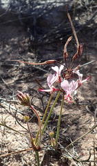 Pelargonium dipetalum
