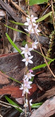 Crowea angustifolia