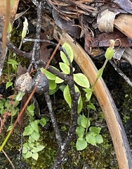 Pterostylis crispula