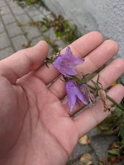 Campanula persicifolia