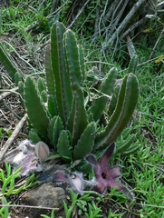 Stapelia grandiflora