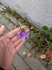 Campanula persicifolia