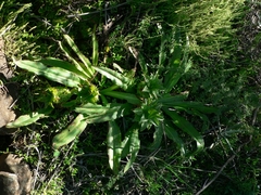 Eucomis autumnalis
