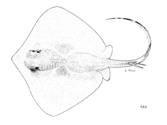 Brown Stingray photo 2