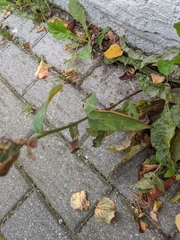 Campanula persicifolia