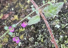 Tetratheca hispidissima