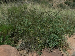 Indigofera hedyantha
