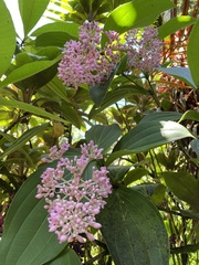 Medinilla cummingii