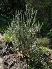 Euryops empetrifolius