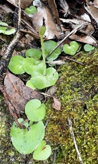 Corybas recurvus