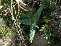 Aloe grandidentata
