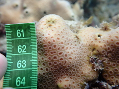Goniastrea stelligera