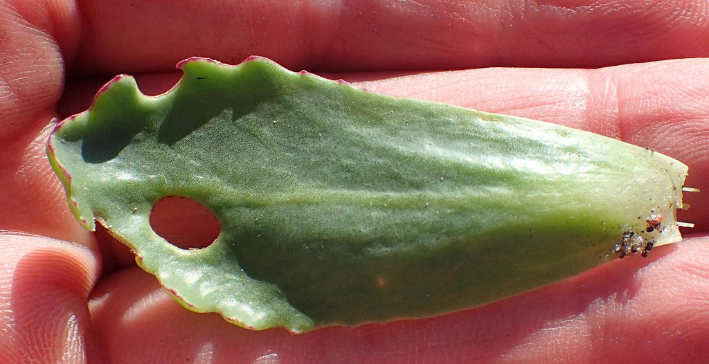 Othonna auriculifolia, Erf 19201 Mossel Bay