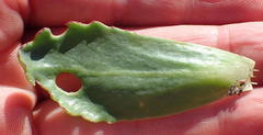Othonna auriculifolia