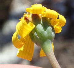 Othonna auriculifolia