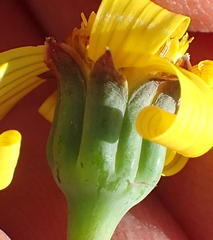 Othonna auriculifolia