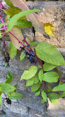Phytolacca americana