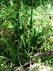 Stapelia grandiflora