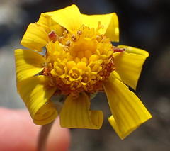Othonna auriculifolia