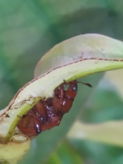 Curculionoidea