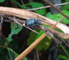 Tenebrionidae