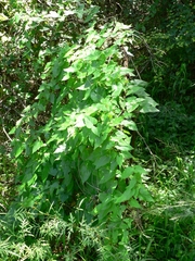 Pentarrhinum insipidum