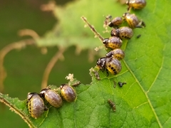 Leptinotarsa undecimlineata