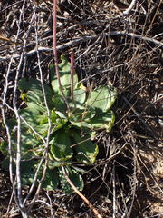 Othonna auriculifolia