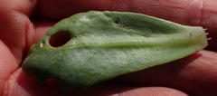 Othonna auriculifolia
