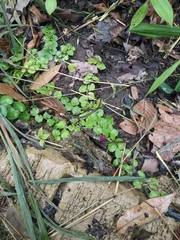 Lobelia