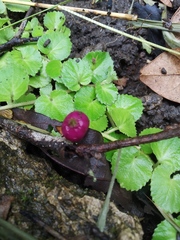 Lobelia