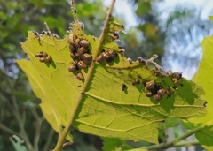 Leptinotarsa undecimlineata