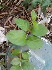 Magnoliopsida