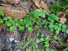 Lobelia