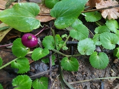 Lobelia