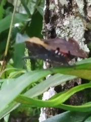 Penthicodes atomaria