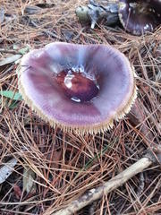 Russula capensis