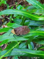 Penthicodes atomaria