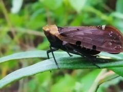 Penthicodes atomaria